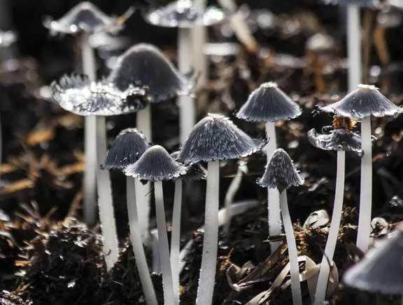Plastic-Eating Fungi: Paving the Way to a Sustainable Future - Watershed Brand